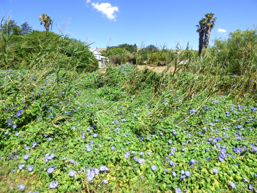 0 Bedroom Property for Sale in Darling Western Cape